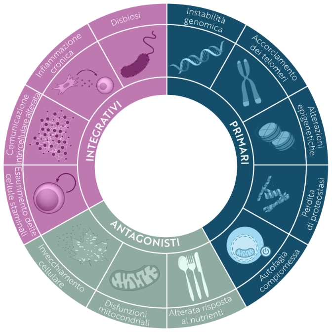 ruota hallmark longevità cutanea blugevity